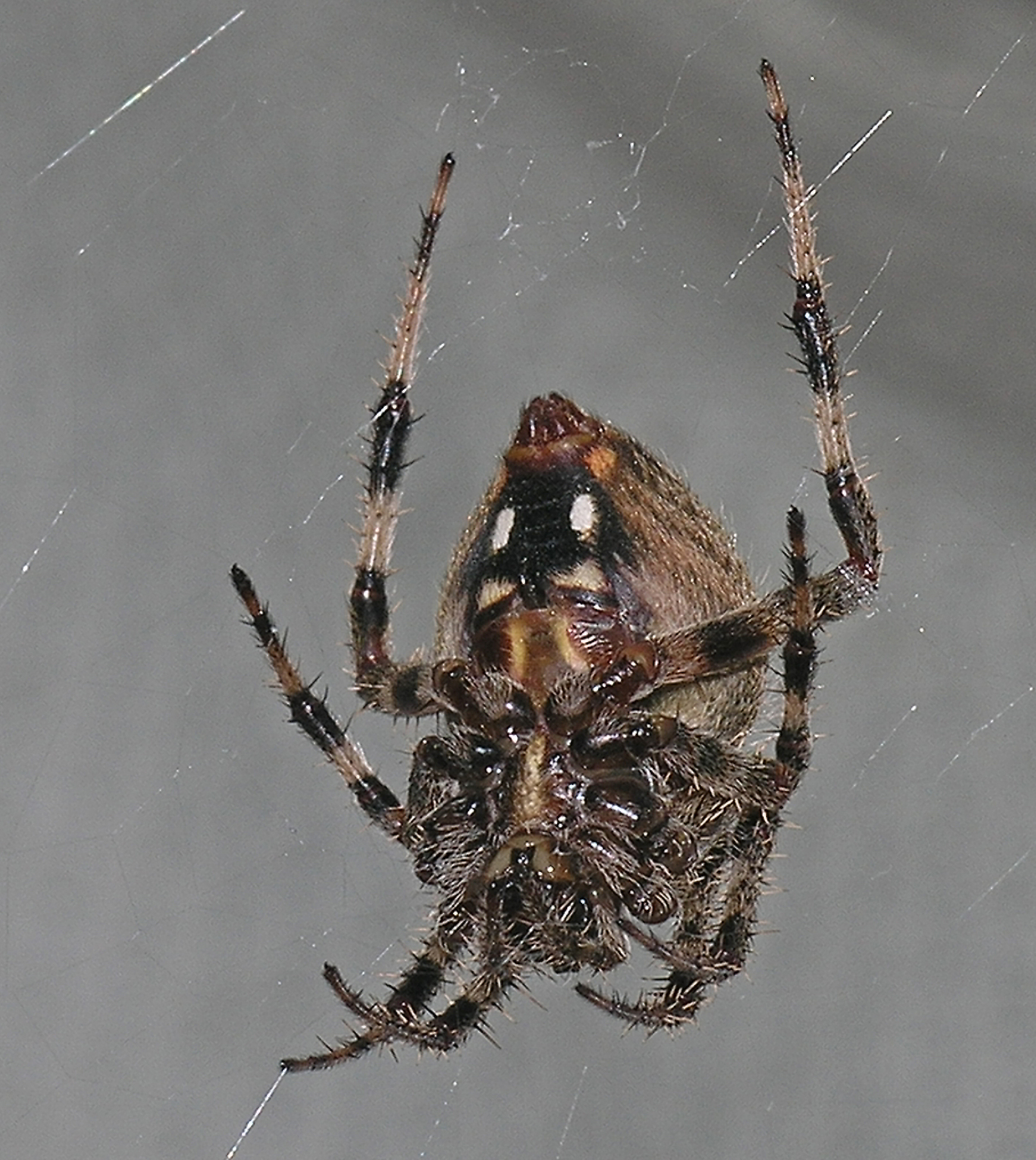 Dark spider with white line down the back - Eriophora ravilla