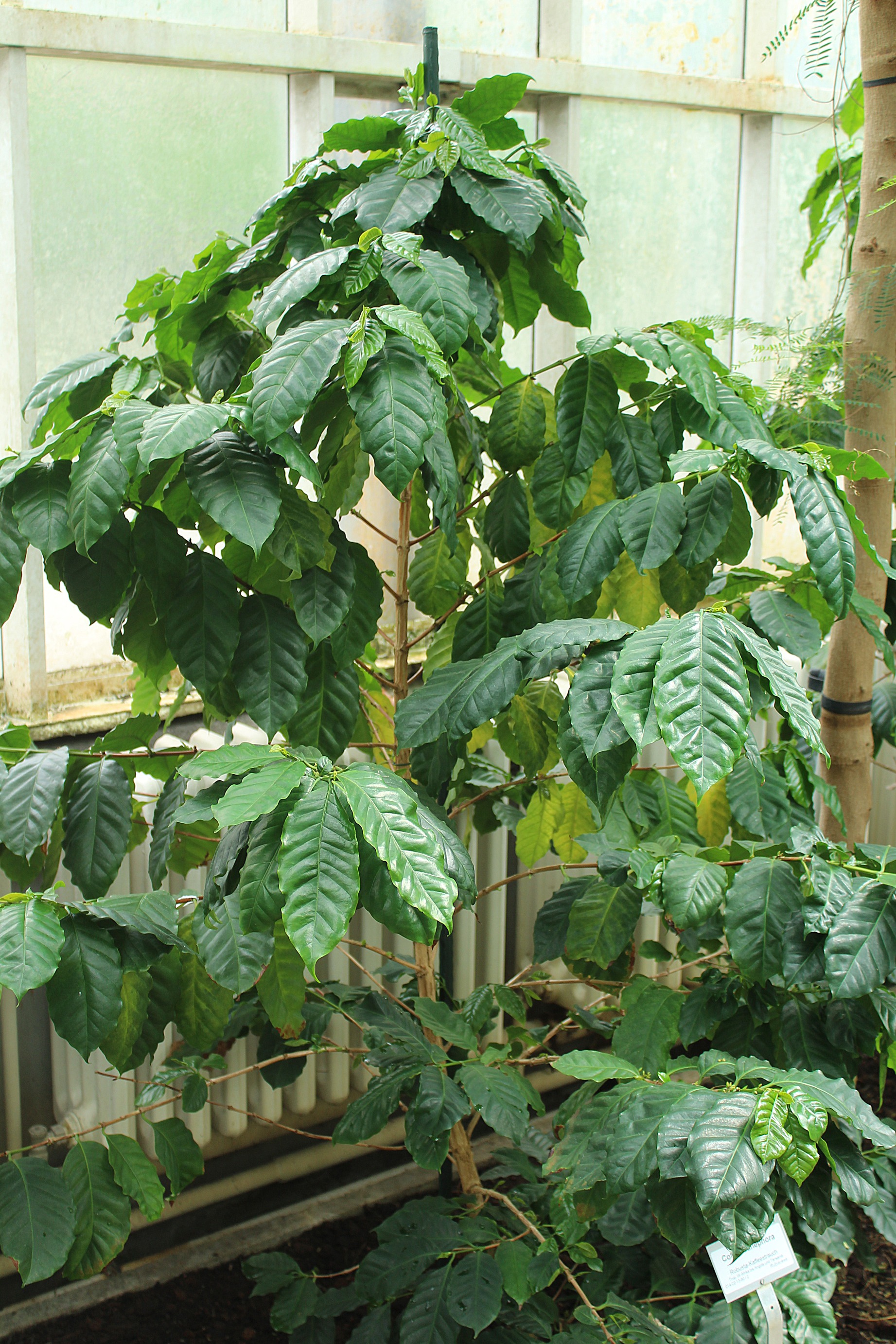 File:Berlin-Dahlem, botanischer Garten, Coffea robusta.JPG ...