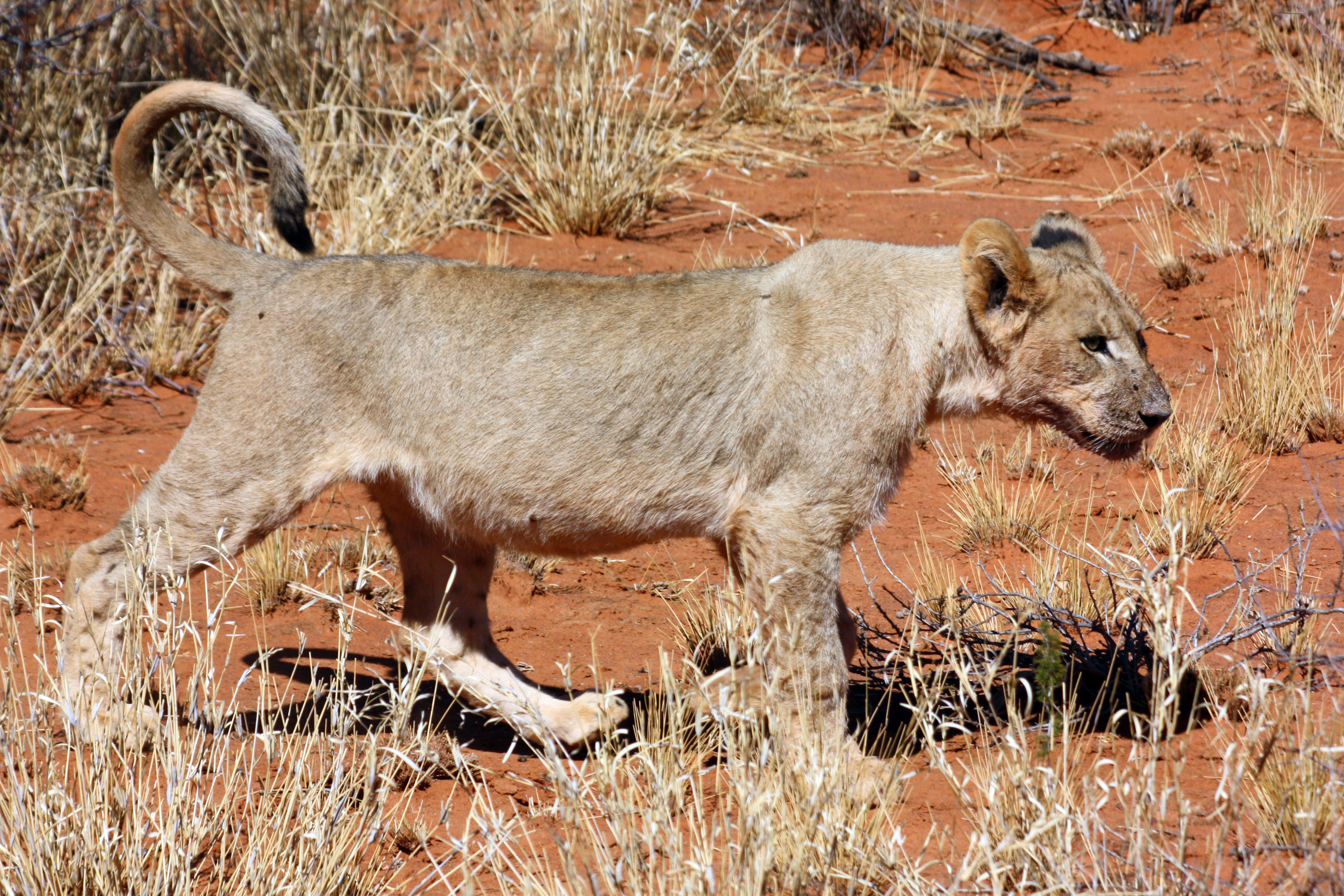 Black-maned lion one year old.jpg