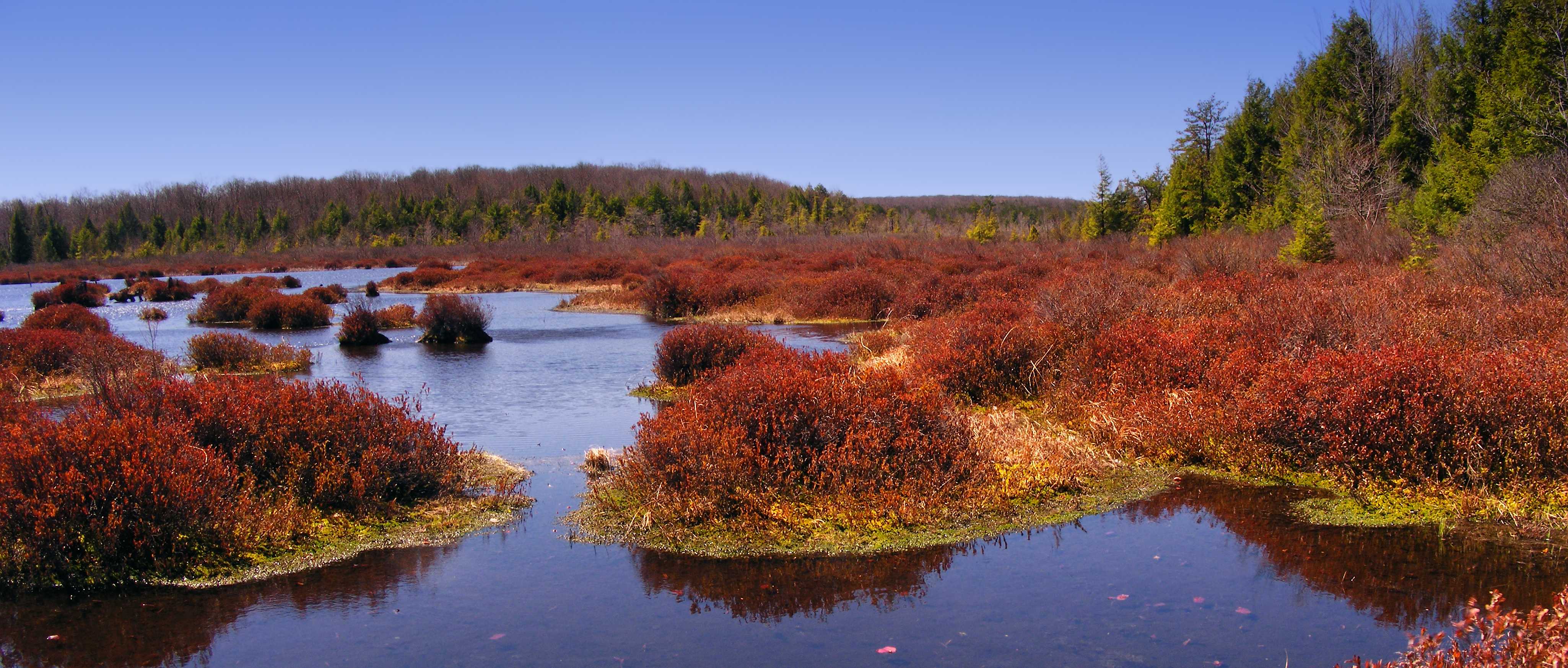 File:Black Moshannon State Park Wetland2 NicholasT.jpg ...