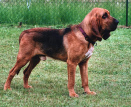 Portrait d'un chien de Saint-Hubert
