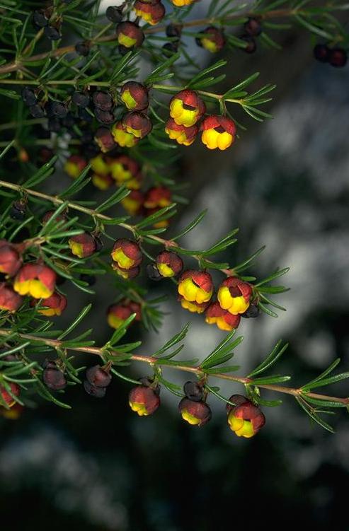 Boronia megastigma -