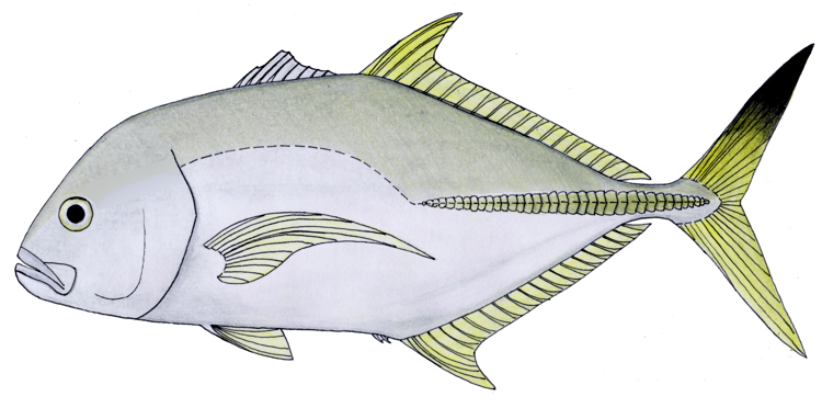 File:Caranx heberi.png