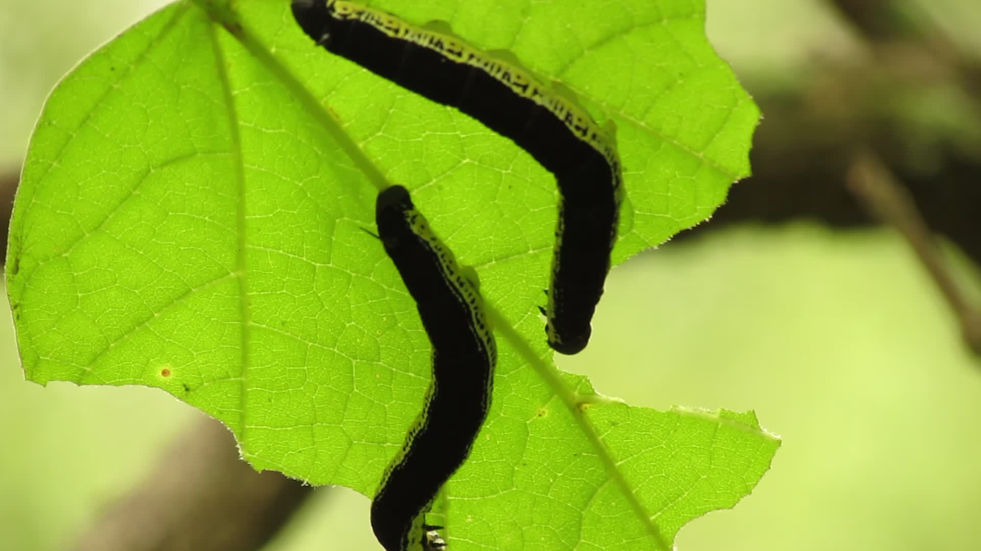 Catalpa worms on a catalpa leaf