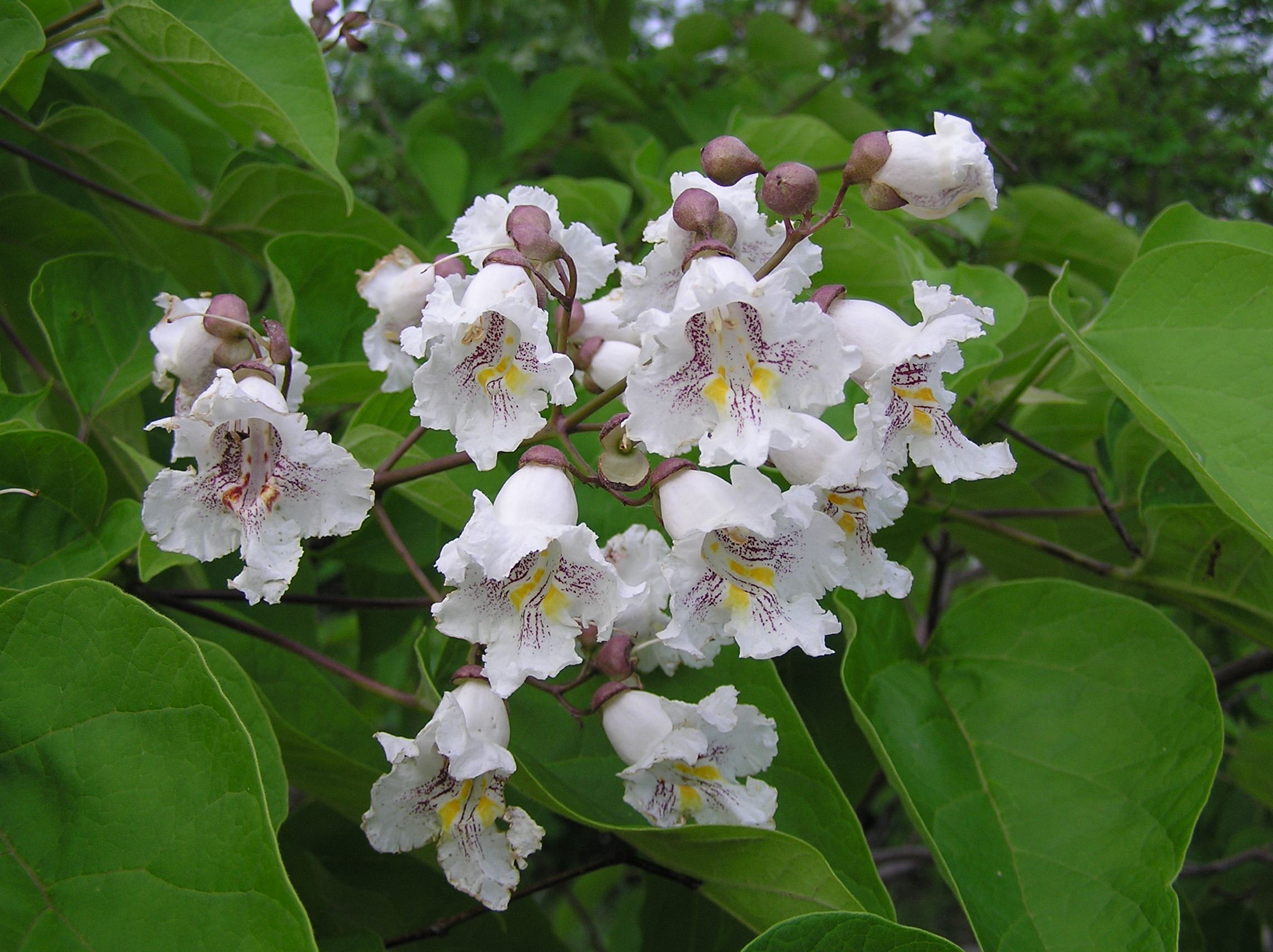 Catalpa bignonioides or southern catalpa, ornamental tree with a short trunk,  light brown bark, long and straggling branches which form a broad head  covered with large green leaves Stock Photo