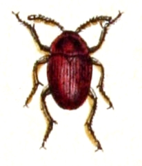 <i>Catops</i> Genus of beetles
