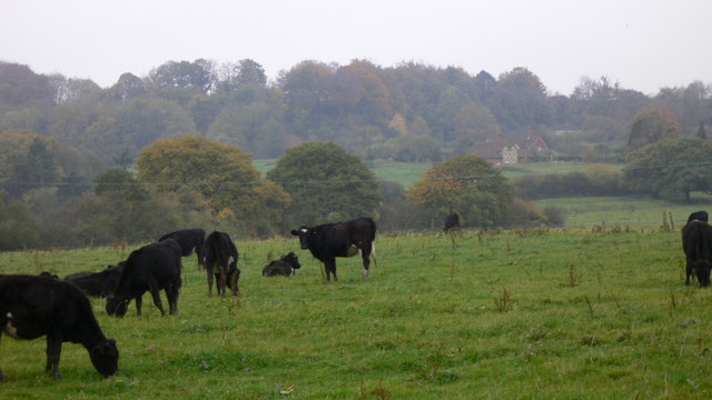 File:Cattle in field near Oakhanger Stream - geograph.org.uk - 1032212.jpg
