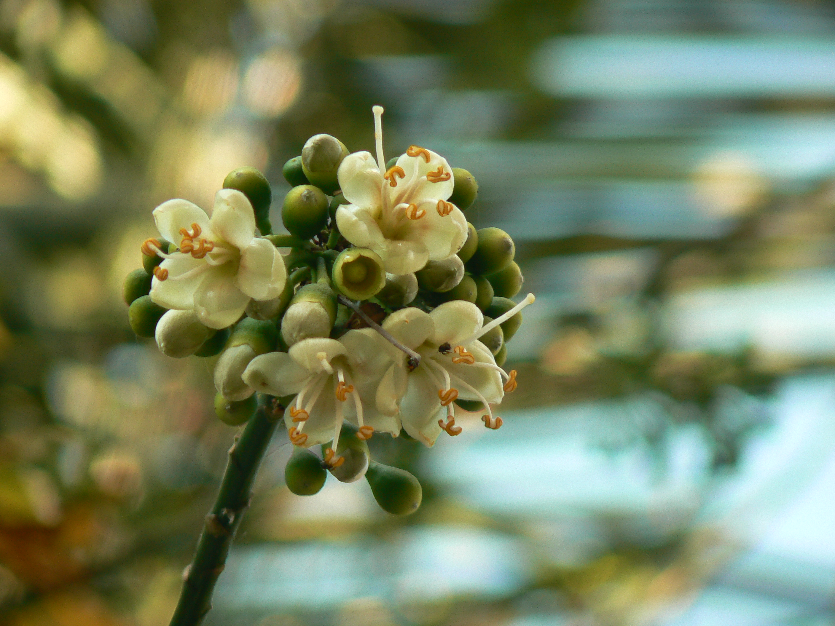 Kapok Tree (Ceiba pentandra) · iNaturalist