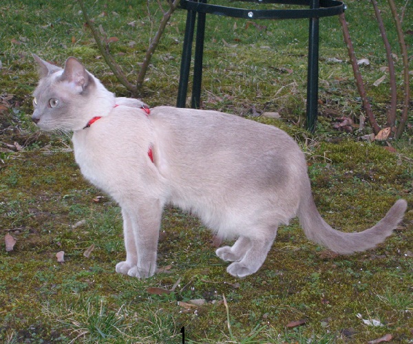 Chat tonkinois lilac mink (chatterie de l'Esprit d'Edenvane).jpg