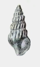 <i>Clionella subcontracta</i> Species of gastropod