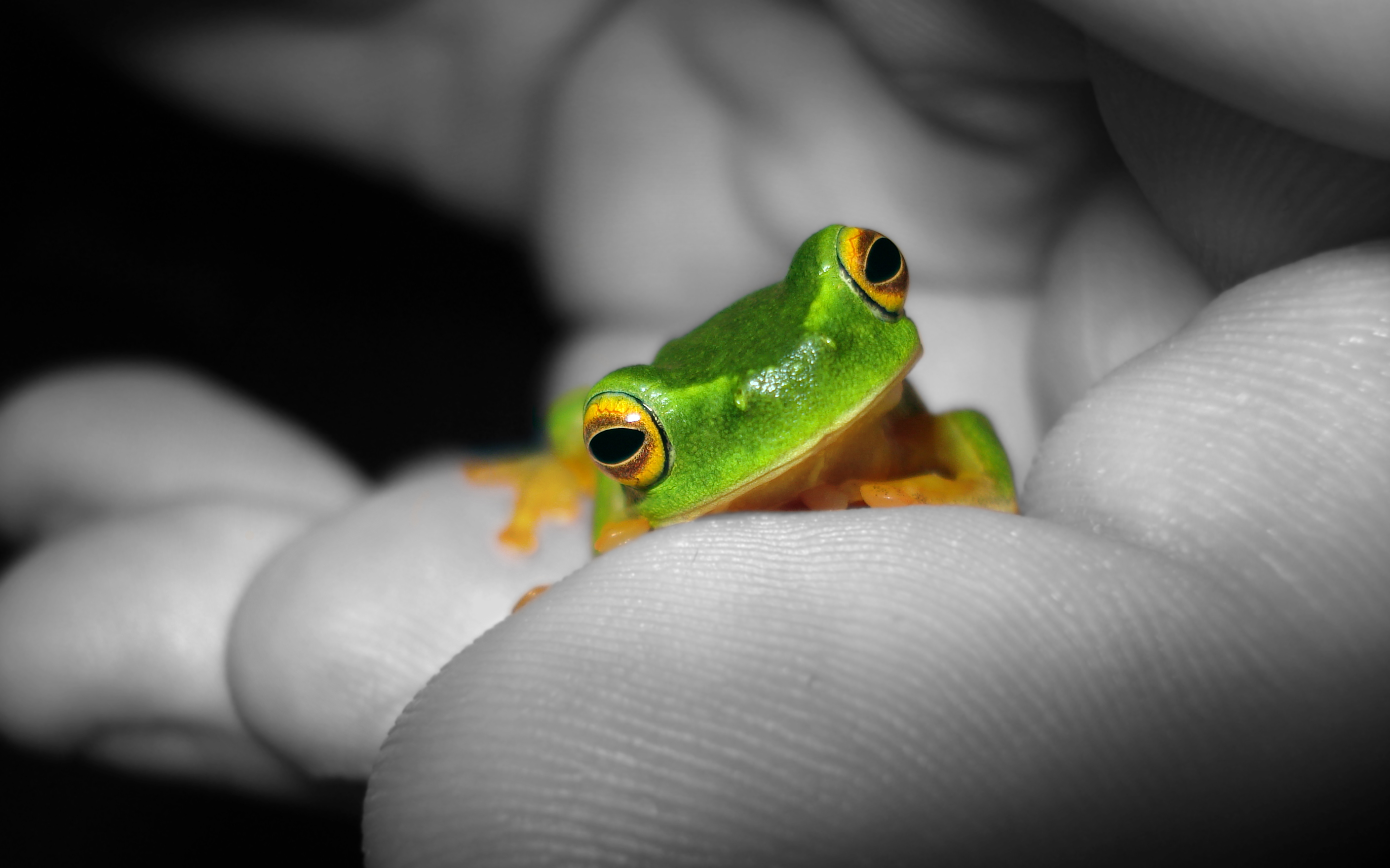 Frog baby. Baby Frog. Baby Frog Walker Thomas. Powder Baby Frog. Baby Frog Peachy.