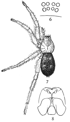 Kuvaus Common Spiders US 006-8 Callilepis imbecilla.png -kuvasta.