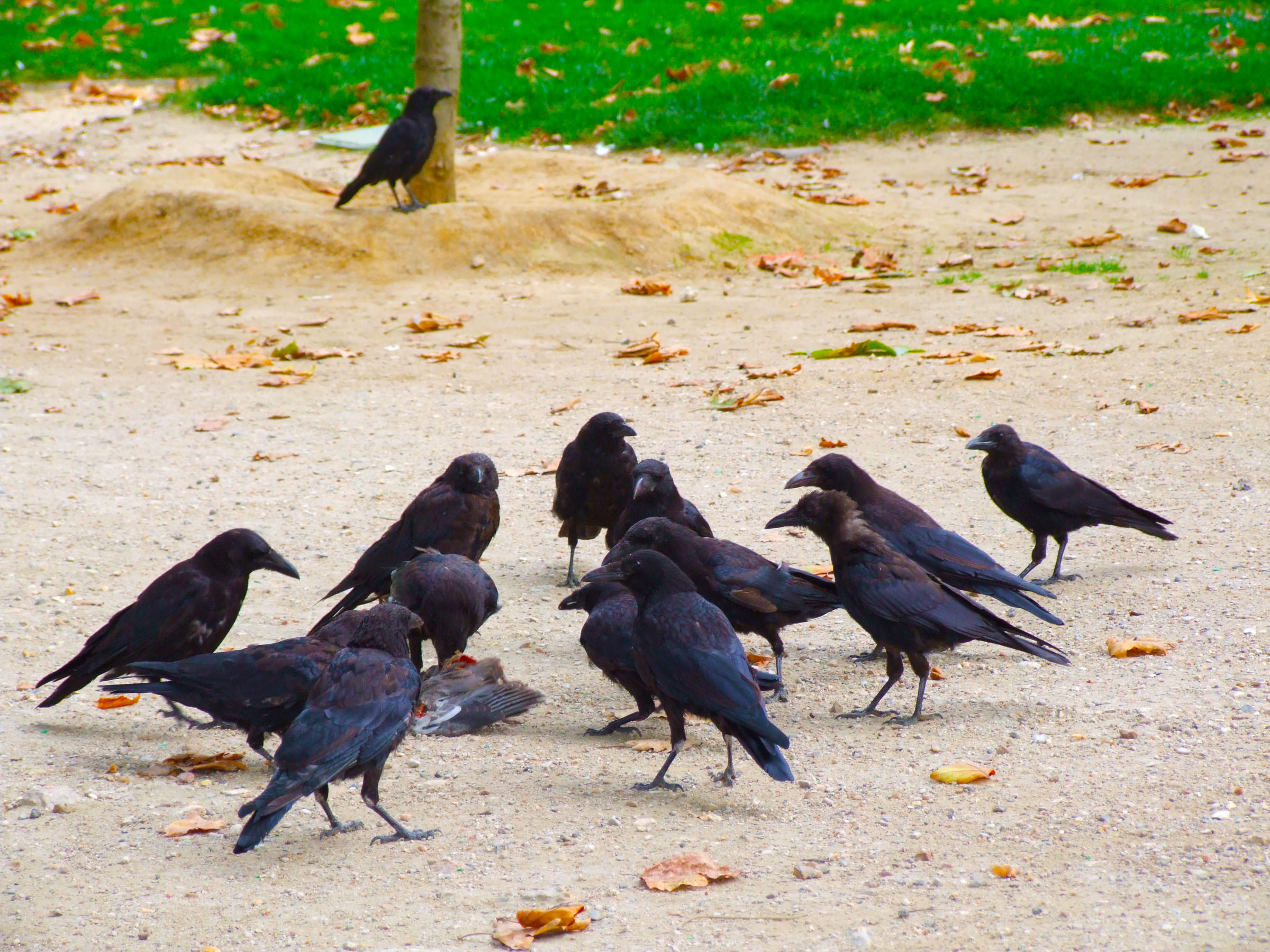 Corvus corone -Paris, France -several scavenging-8.jpg