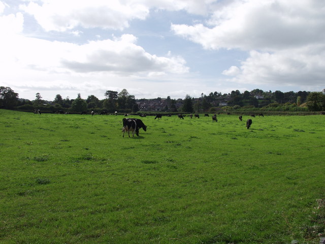 File:Dairy cows grazing near Trefonen - geograph.org.uk - 555401.jpg