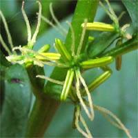 <i>Datisca glomerata</i> Species of flowering plant