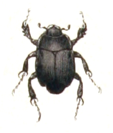 Dendrophilus punctatus