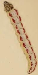 Larva Elachista cinereopunctella larva.JPG