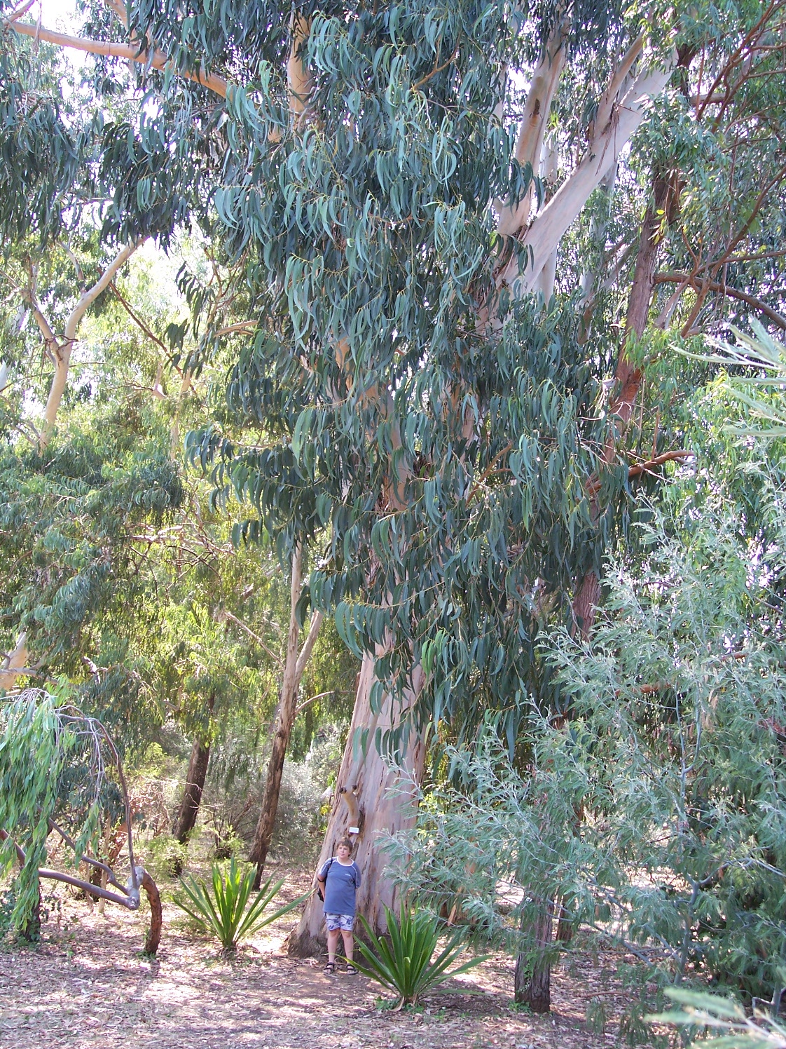 eucalyptus arbre