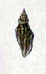 <i>Eucithara cinnamomea</i>