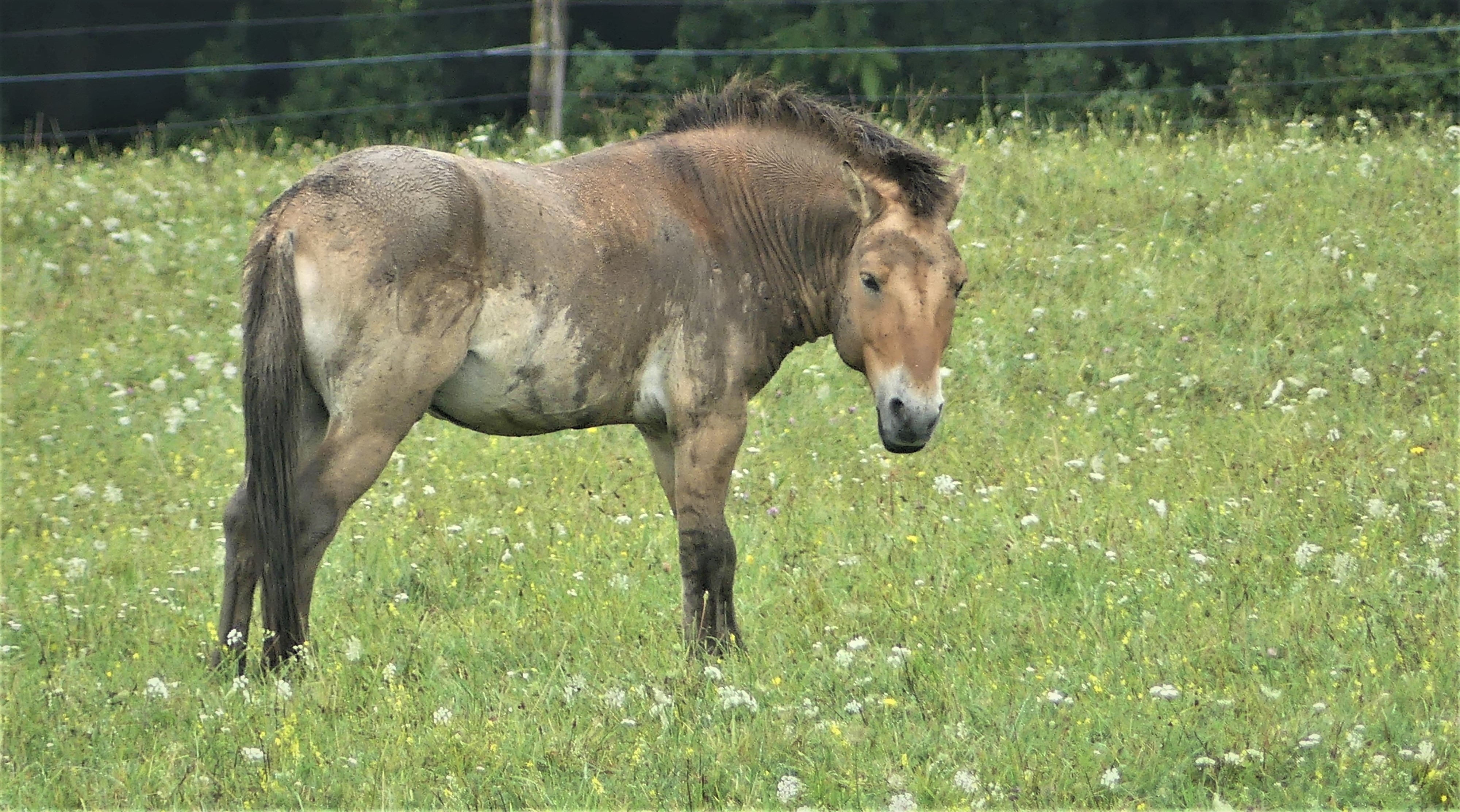 Дикую лошадь которая похожа на. Дикая коротконогая лошадь из Туркмении. Имена туркменских лошадей. Дикая лошадь из азии 5 букв сканворд