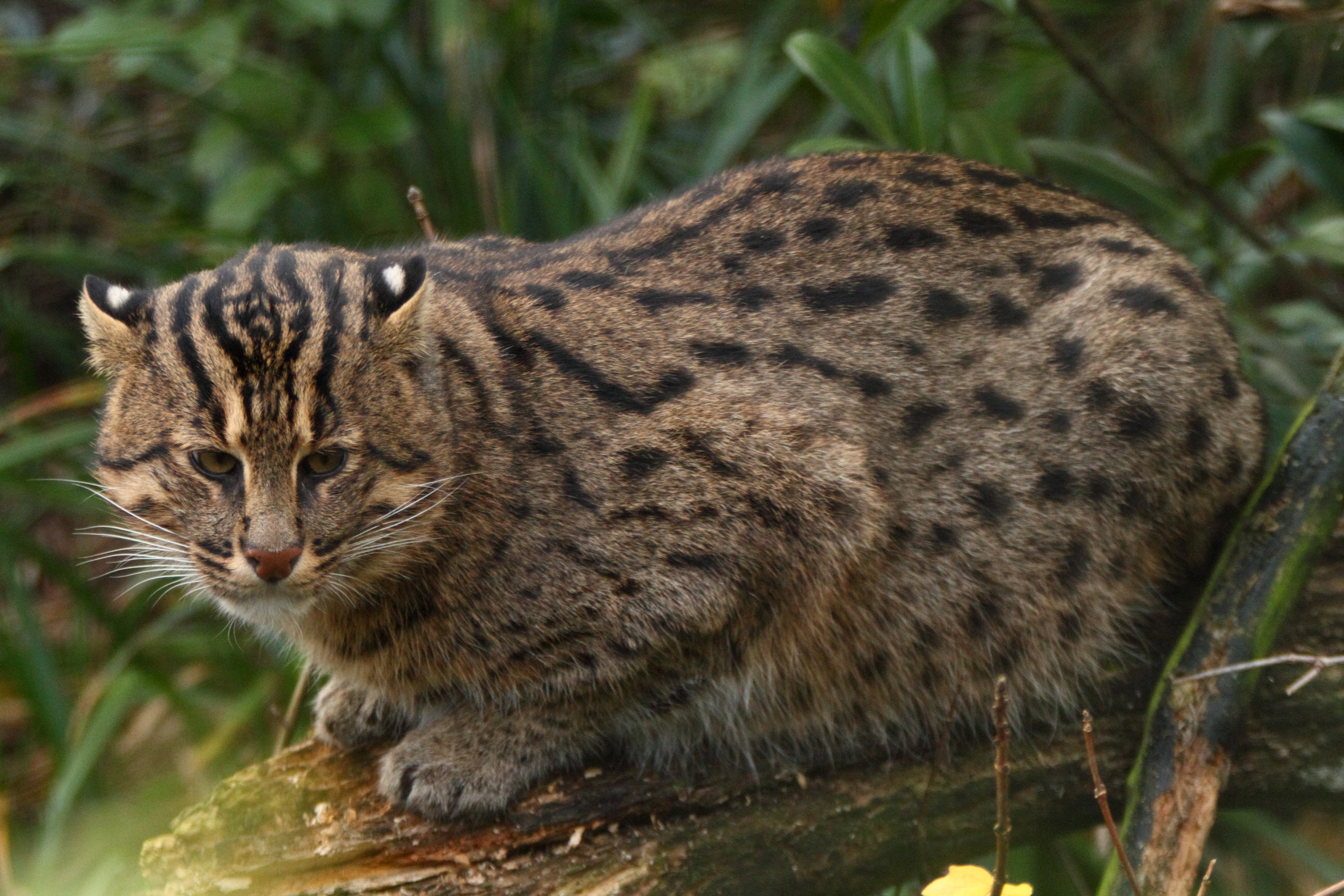 Кот рыболов. Prionailurus viverrinus. Кошка-рыболов. Кошка-рыболов фауна Юго-Восточной Азии. Новый вид кошек.