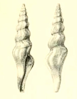<i>Fusiturris torta</i> Species of gastropod