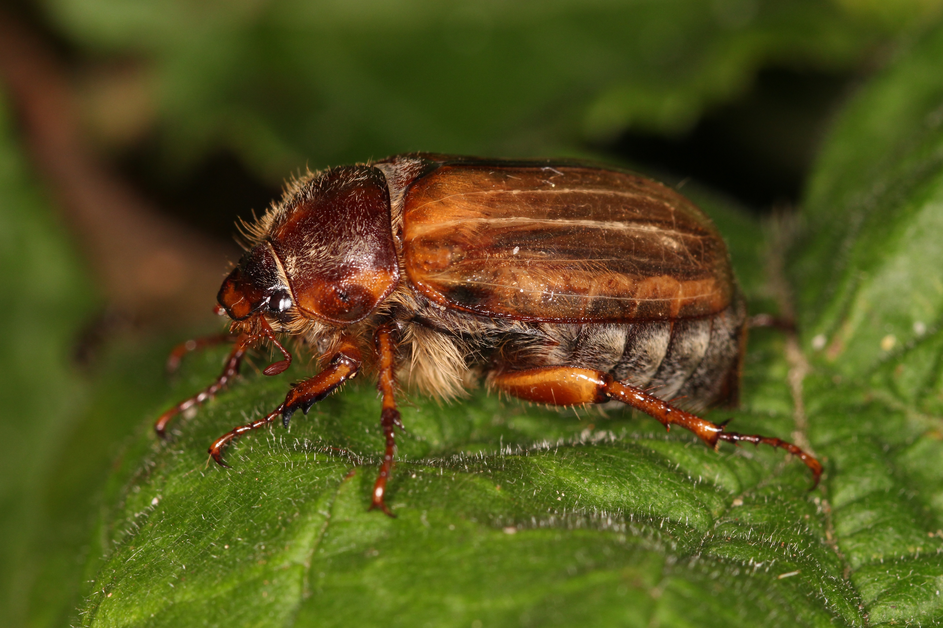 Чем отличается майский жук от июньского жука фото