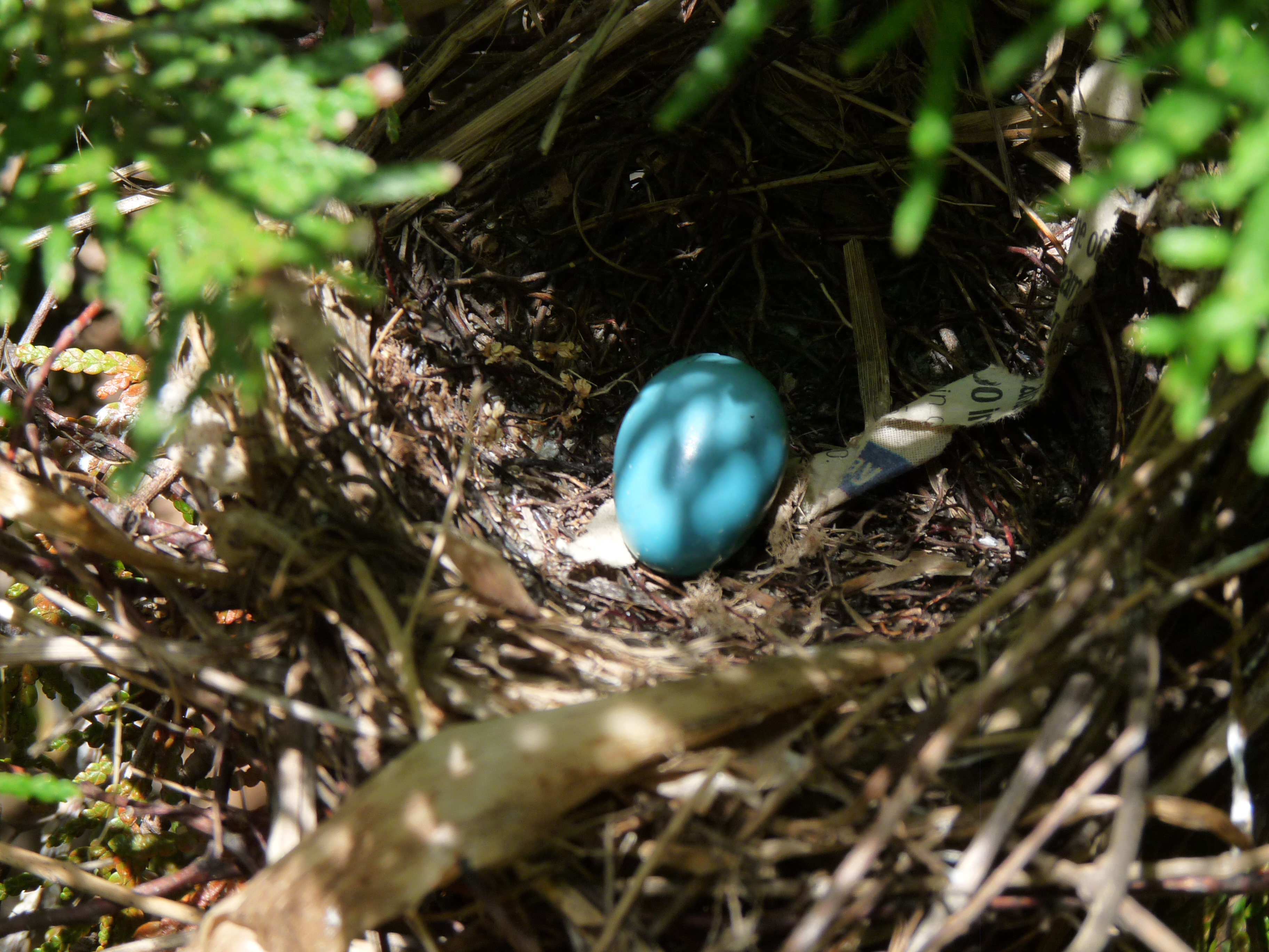 cat bird egg