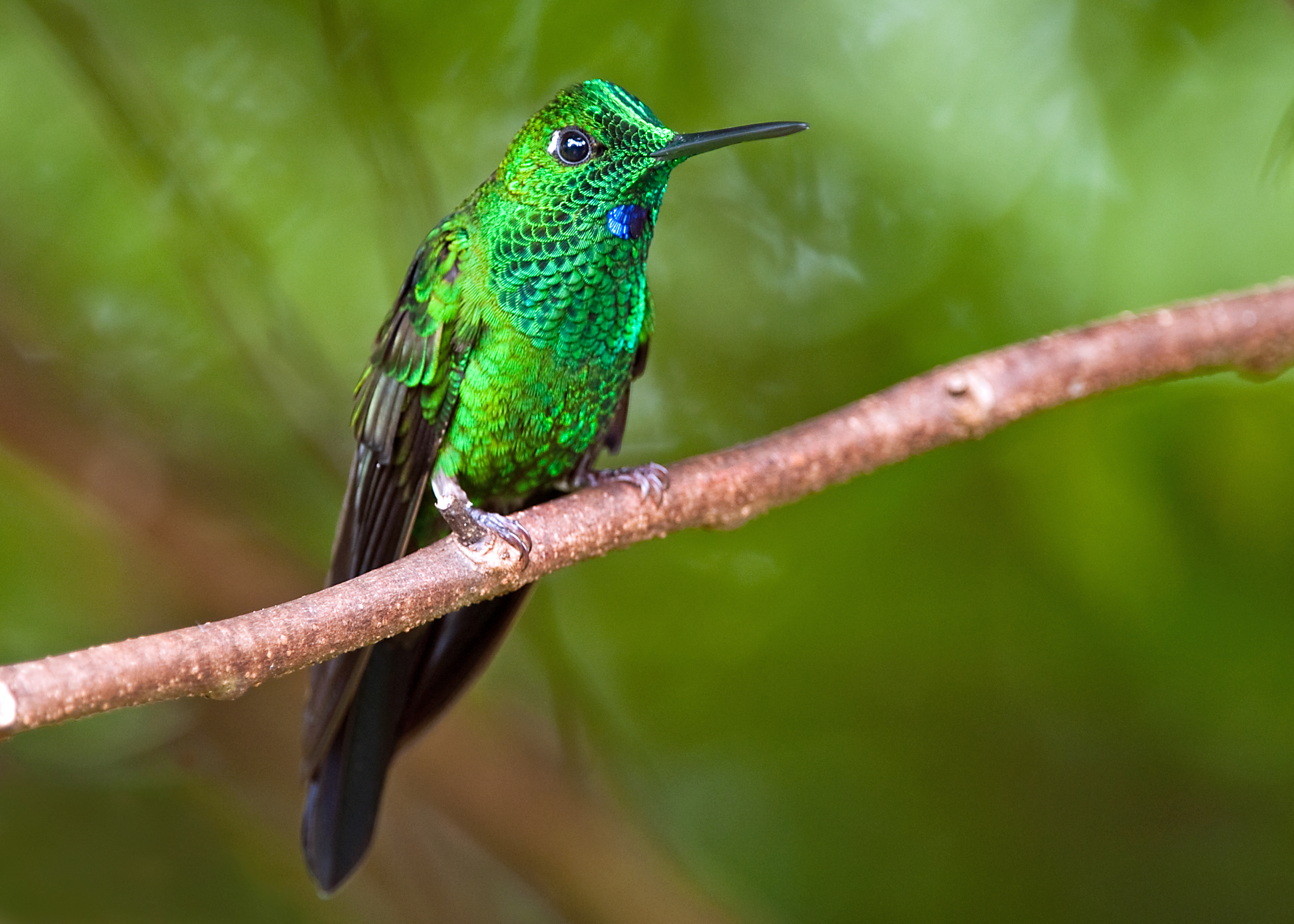 Семейство Колибри (trochilidae)