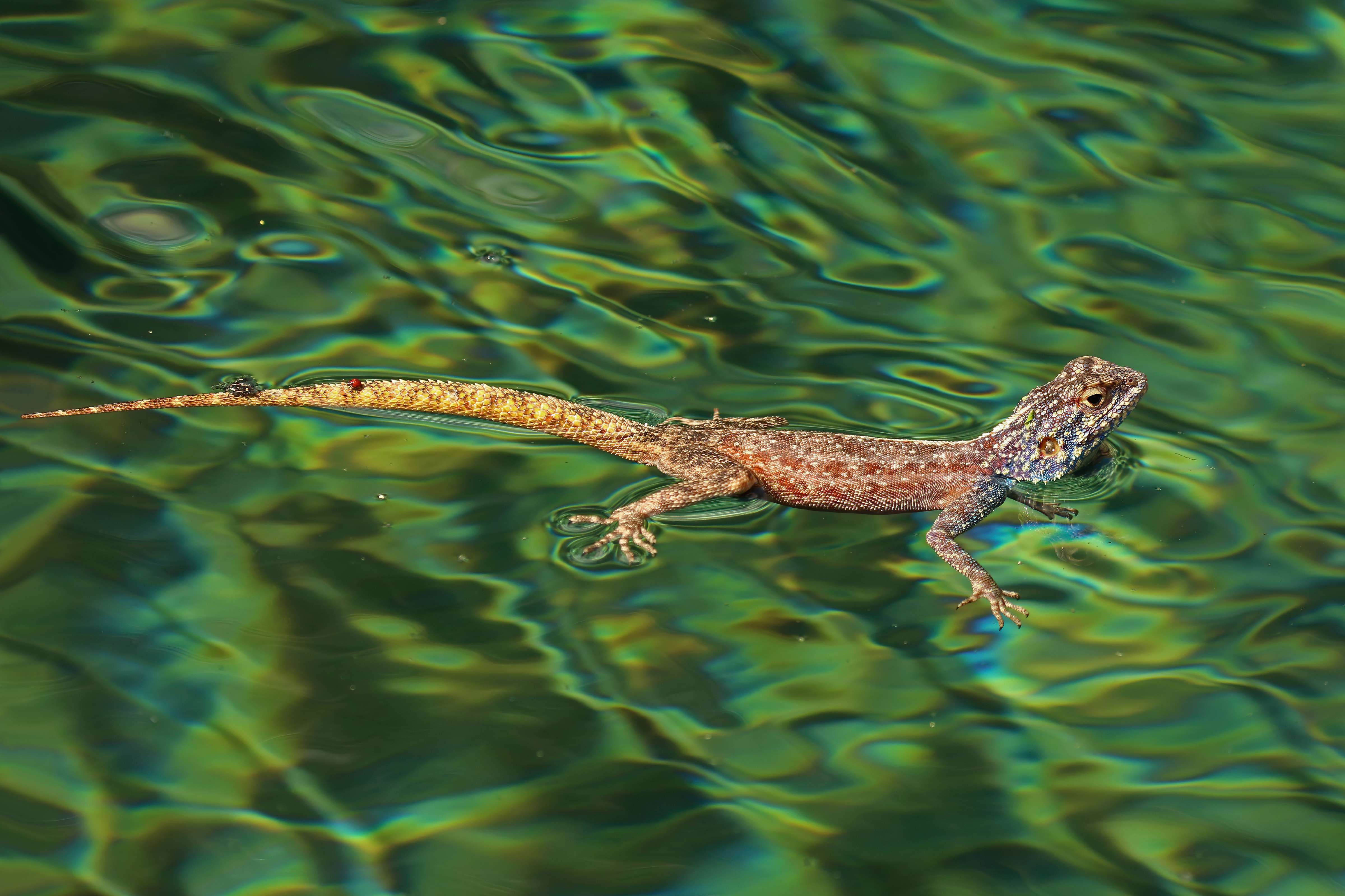 File:Ground agama (Agama aculeata) in water.jpg - Wikimedia Commons