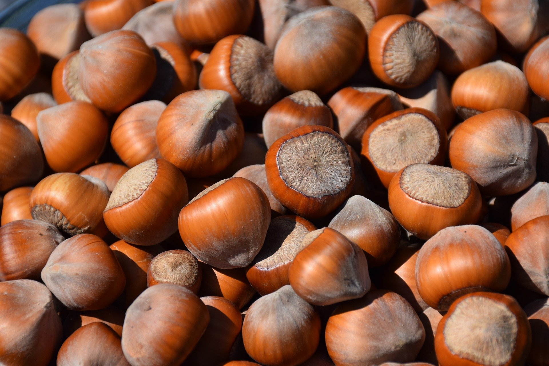 Hazelnuts - Fruits That Start With H