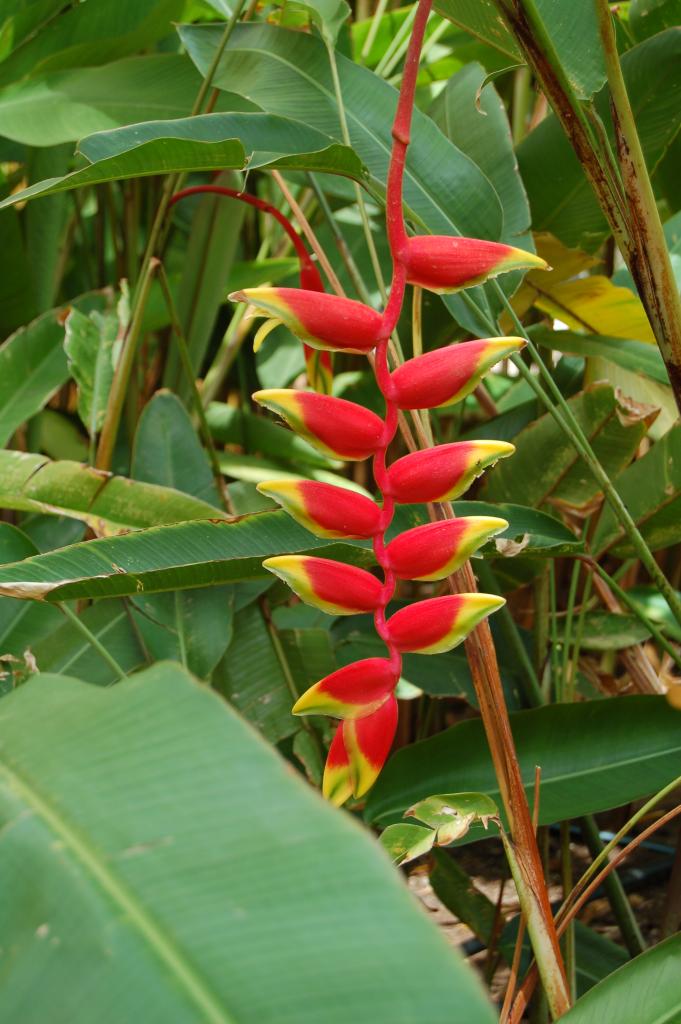 Heliconia rostrata (2944512854).jpg