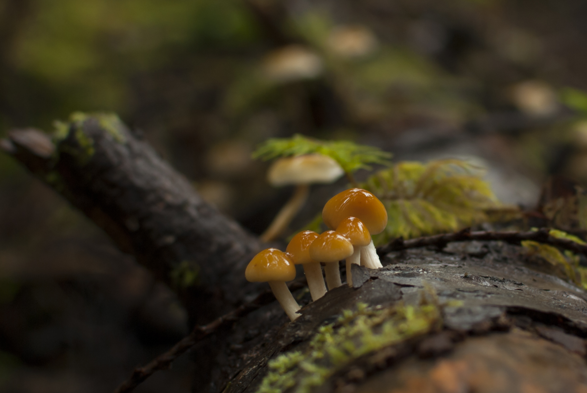 Hypholoma capnoides (12087611296).jpg