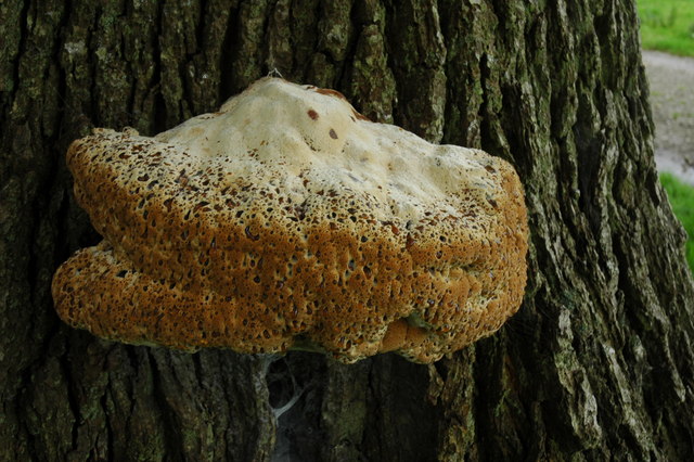 File:Inonotus dryadeus fungus on a tree, Bassenthwaite - geograph.org.uk - 950724.jpg
