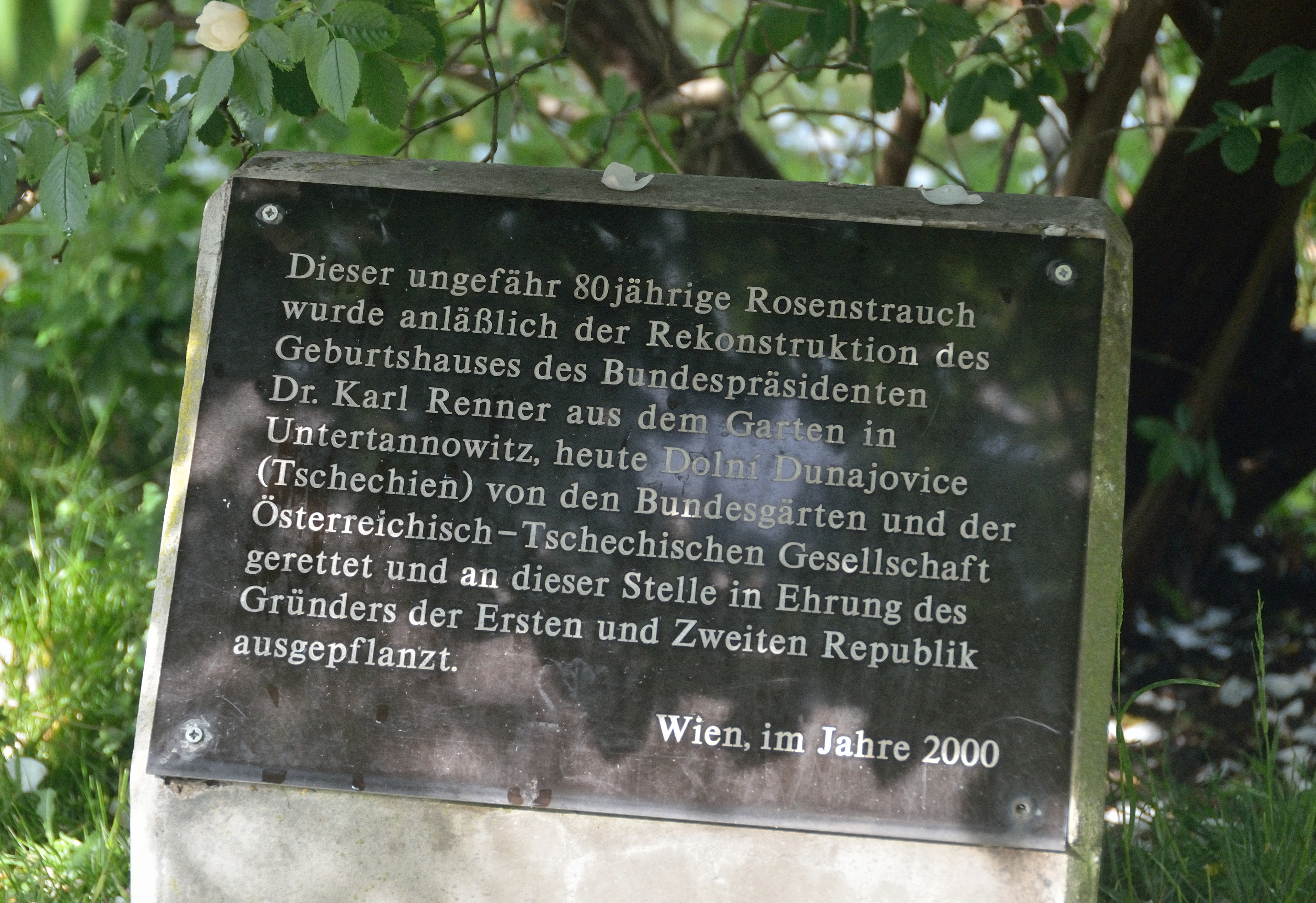 Karl Renner rose bush, Volksgarten, Vienna - inscription.jpg