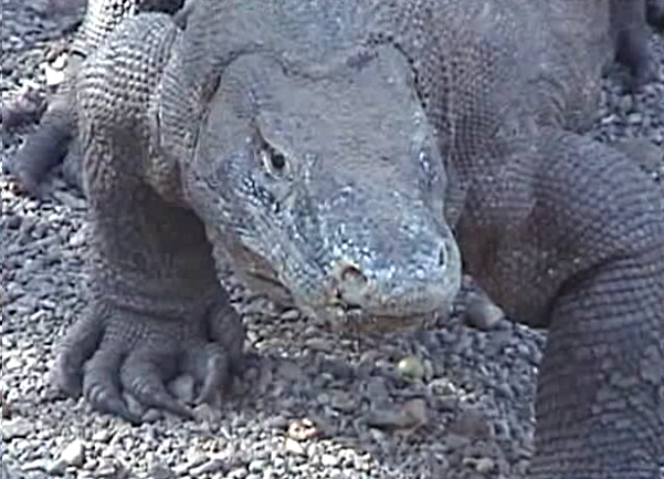 komodo dragons claws