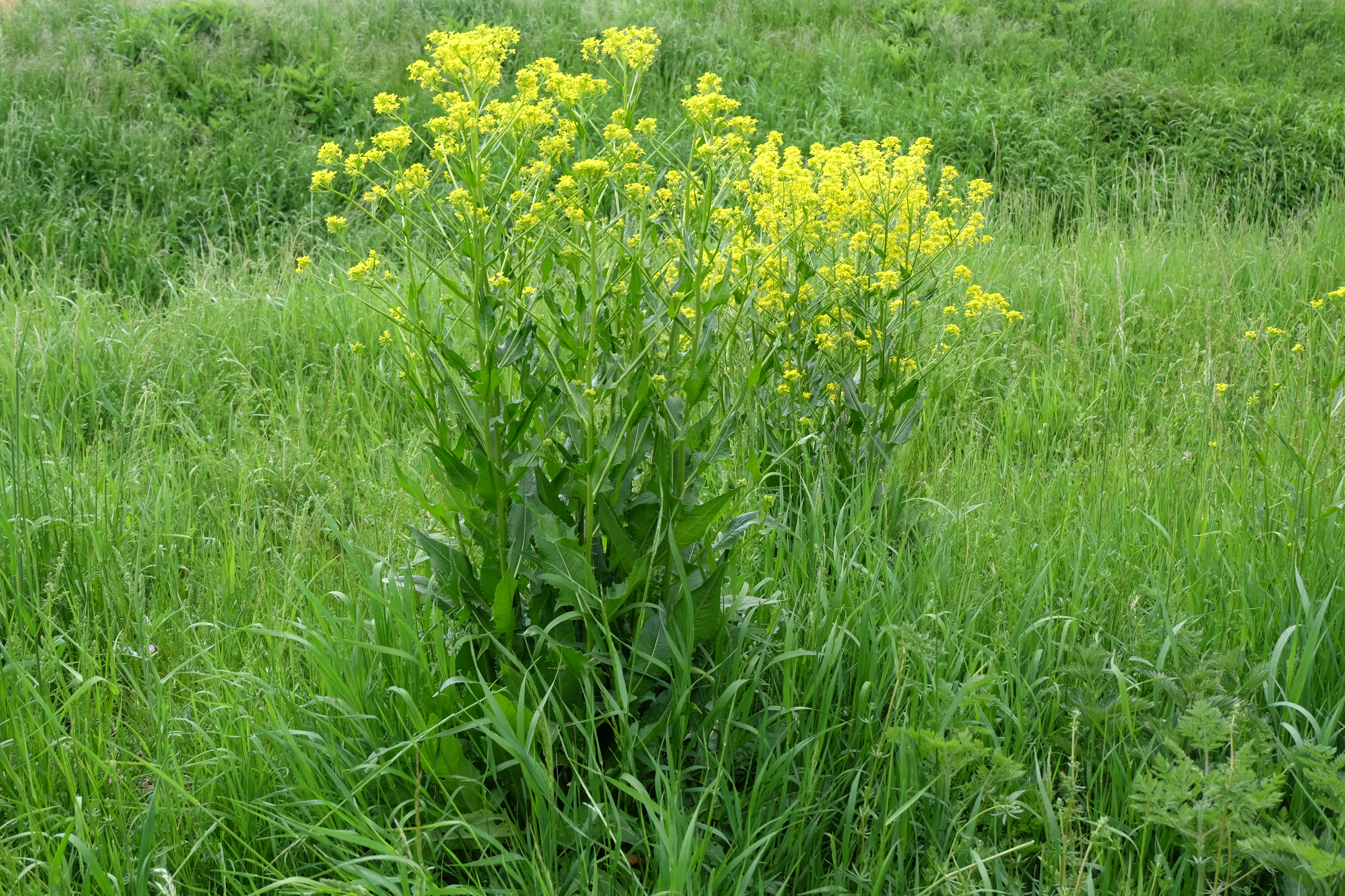 Свербига Восточная Bunias orientalis