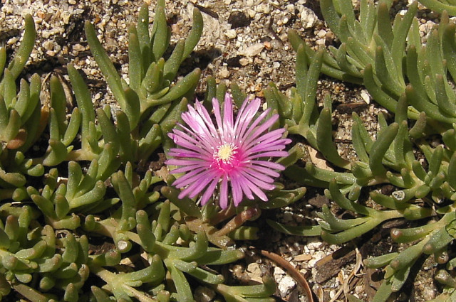 File:Lampranthus spectabilis2.jpg