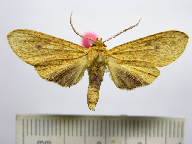 Leucanopsis aurantiaca