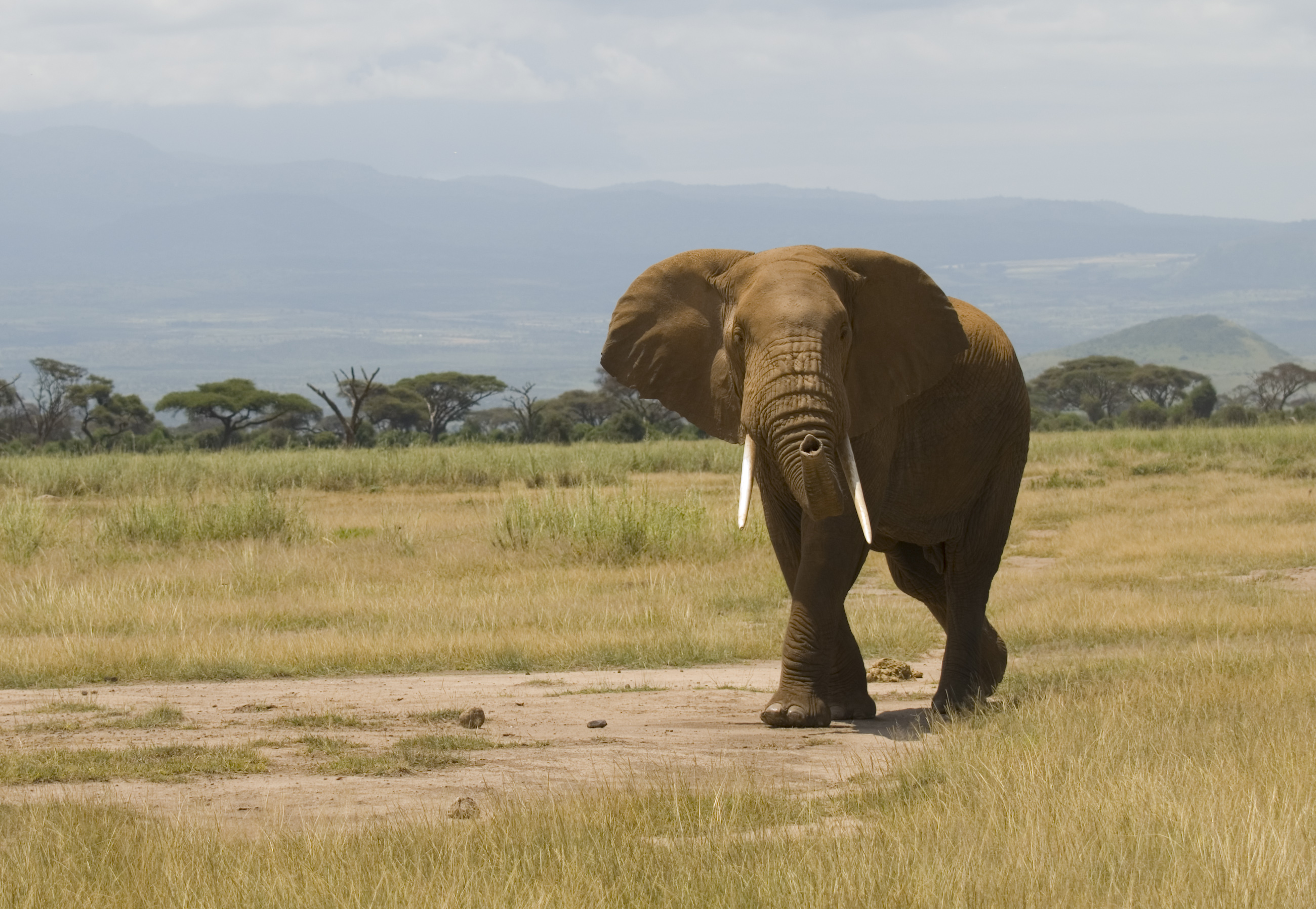 Elephant hunting in Kenya - Wikipedia
