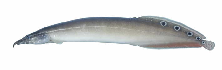 File:Macrognathus siamenis.jpg