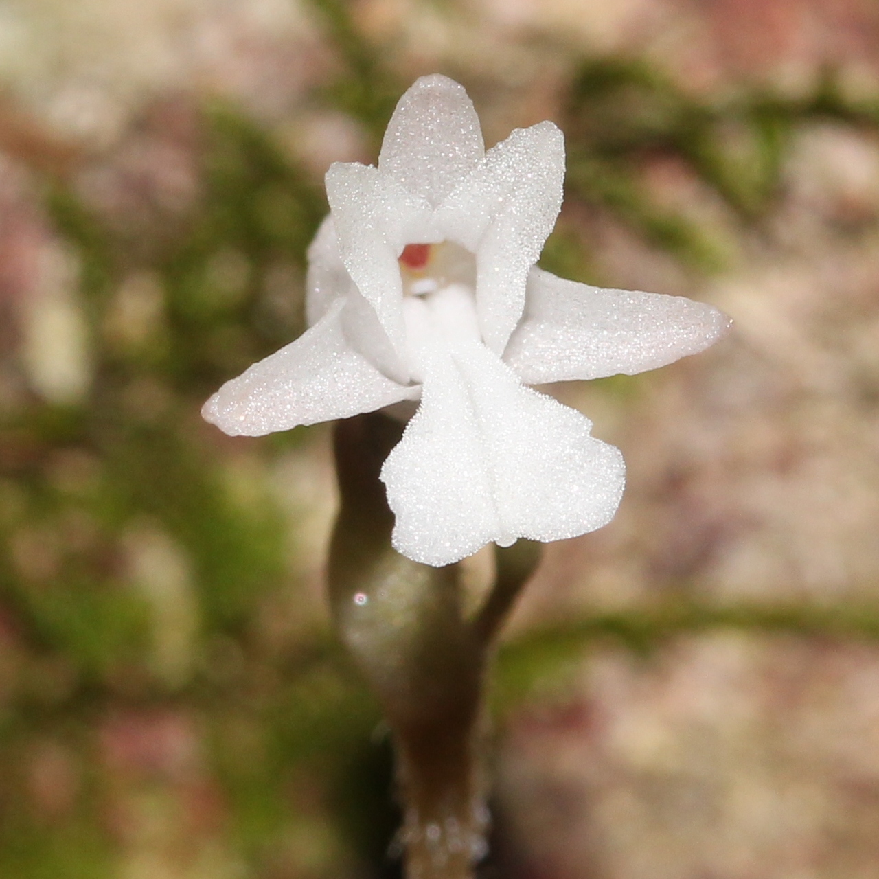 Myrmechis japonica