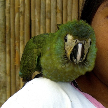 File:Orthopsittaca manilata -girl with parrot on shoulder-8a-4c.jpg