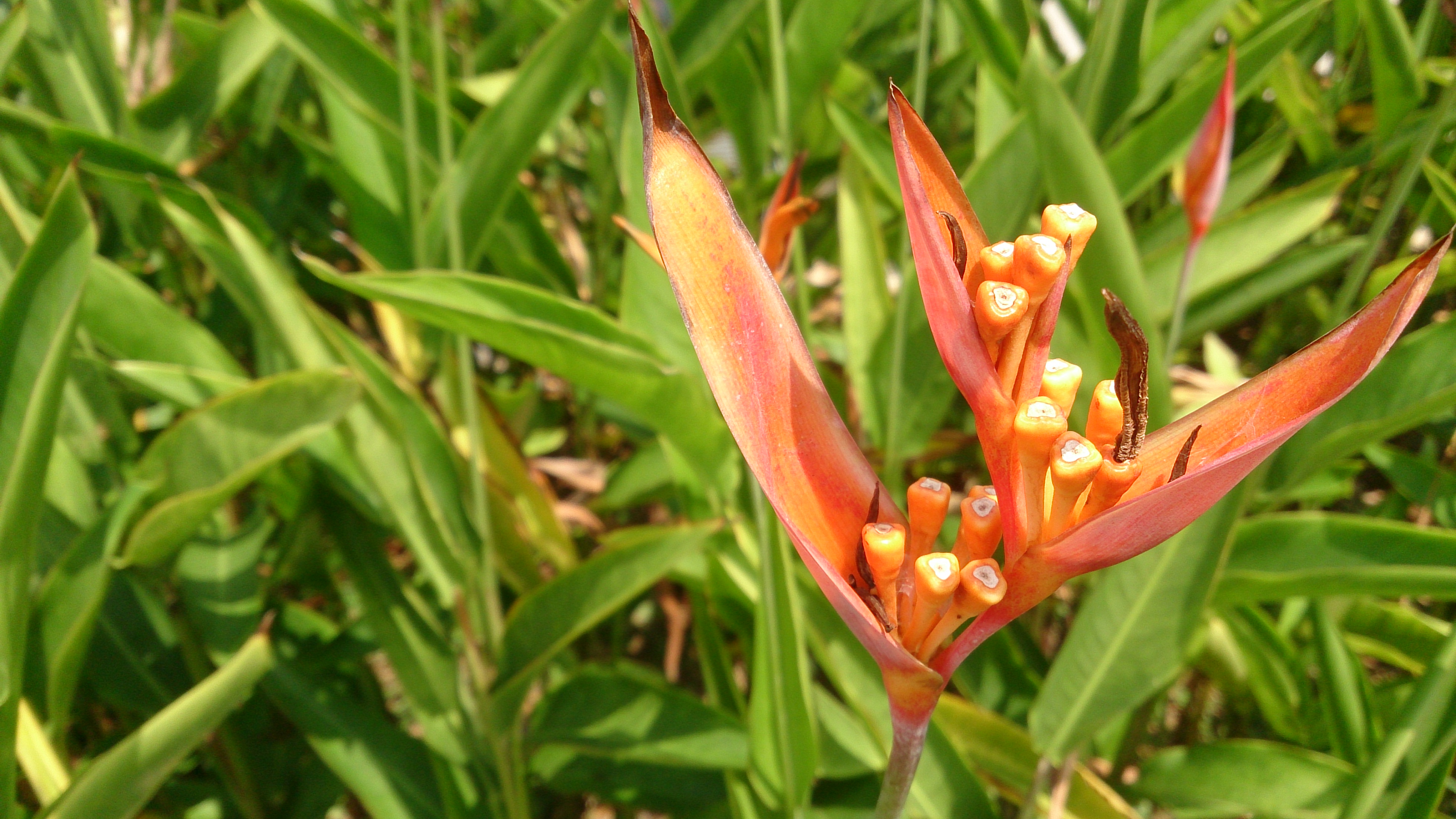 File:Parrot's Beak (Heliconia psittacorum 'Andromeda') 5.jpg - Wikimedia  Commons