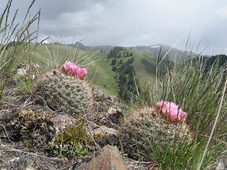 File:Pediocactus nigrispinus fh 9.35 ID B.jpg