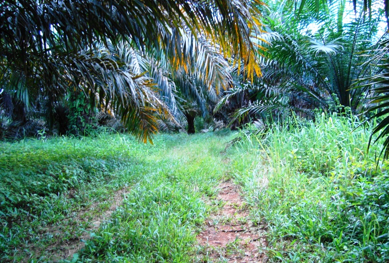 File:Perkebunan kelapa sawit milik rakyat (10).JPG