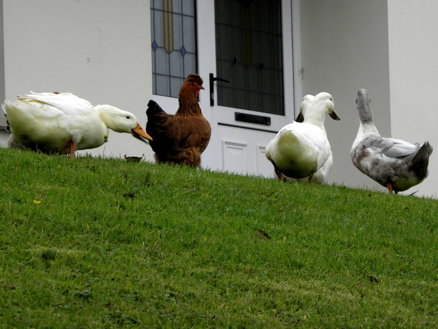File:Poultry, Dooish - geograph.org.uk - 5151902.jpg