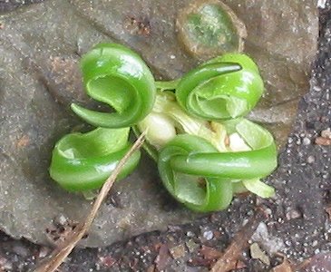 File:Reuzenbalsemien opengesprongen vrucht Impatiens glandulifera.jpg