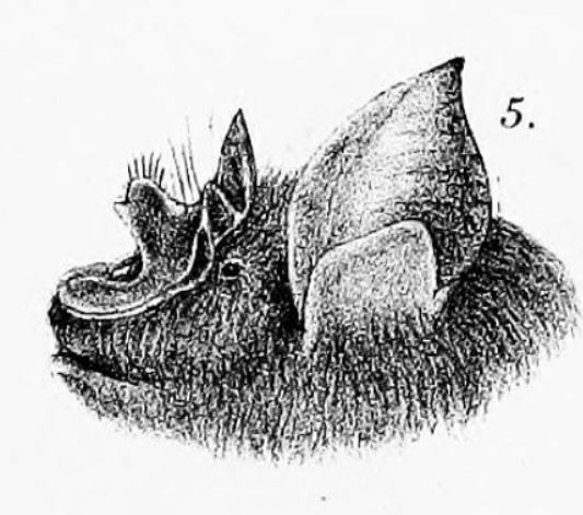 The average adult weight of a Intermediate horseshoe bat is 13 grams (0.03 lbs)