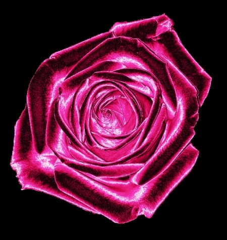 Rose pink004.jpg